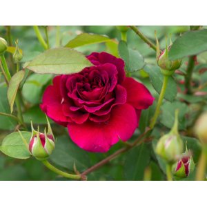 Ruža popínavá (Rosa climber) ´EDITH PIAF´® - výška 100-140 cm, kont. C5L